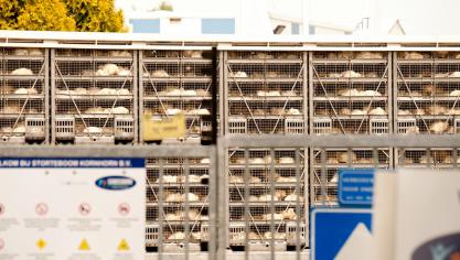 kippentransport_AnimalRighs