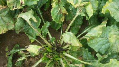 De suikerbiet is een plant die uitermate gevoelig is voor boorgebrek (hartrot).