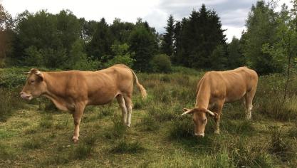 Blondes d’Aquitainerunderen van bedrijf De Vierklaver grazen in natuurgebieden te Lokeren.