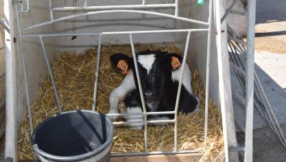 Standaard krijgt ieder kalf 4 l biest binnen de 4 uur na de geboorte, soms verdeeld in twee drinkbeurten, waarvan de eerste binnen het halfuur na de geboorte.