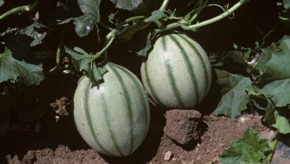 Cantaloup meloen.