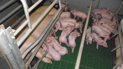 Bij het spenen ondergaan de biggen een aanpassing van hun dieet én ze ervaren stress.