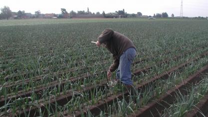 De bodem is de basis van een gezond gewas en een goede opbrengst. BodemIDee geeft land- en tuinbouwers een goed overzicht van chemische, biologische en fysische parameters van hun bodem.