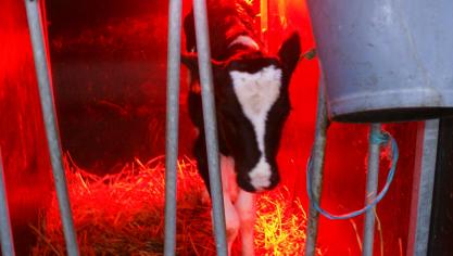 De belangrijkste besmettingsroute is de verticale overdracht. 80
% van de kalveren geboren uit een besmette koe komt eveneens besmet ter wereld.