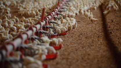 De Zuid-Amerikaanse en Europese veehouderij zijn niet gelijkwaardig, aldus Copa-Cogeca.