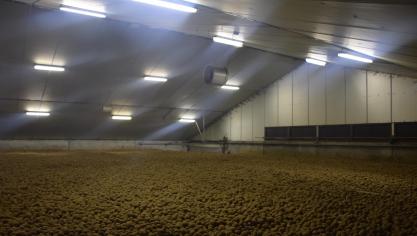 In de loop van volgend jaar wordt de toelating van chloorprofam in aardappelopslag ingetrokken.