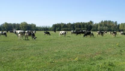 Houd koeien op hete dagen overdag binnen en laat ze pas na de avondmelking, als de warmste periode van de dag gedaan is, naar buiten gaan.