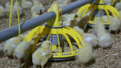 De Belgische pluimveehouderij is de afgelopen 10 jaar fors gegroeid.