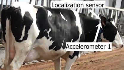 Het gebruik van meerdere sensoren - op poot en hals - blijkt efficienter dan slechts één sensor, zeker op het laatste moment voor bronst of kalving.