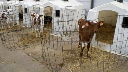 Voor de gezondheid van de dieren is het ontzettend belangrijk om de leeftijdsgroepen gescheiden te huisvesten.