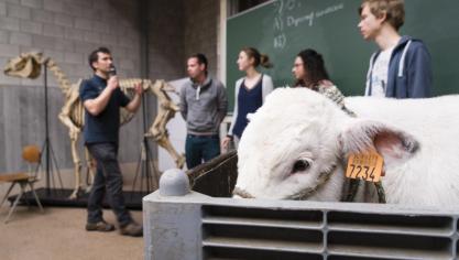 Onderzoek en onderwijs omtrent diergeneeskunde aan de Universiteit Gent is internationaal top, volgens de Shanghai-ranking.