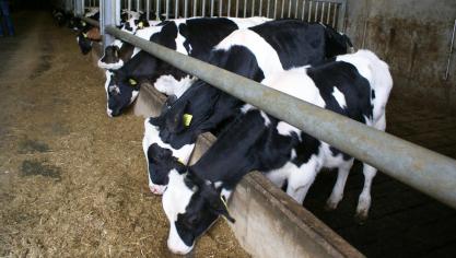 Bij de vleeskalveren steeg het gebruik van antibiotica in 2018.