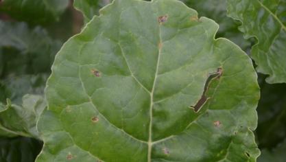 Bij Pseudomonas gaat het om een bacterie waartegen geen enkele behandeling mogelijk is.