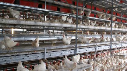 Met de nieuwe biocheck kan je nu ook de bioveiligheid op jouw leghennenbedrijven meten.