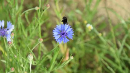 De bloemen zijn niet alleen mooi om naar te kijken, ze versterken de biodiversiteit doordat ze bijen en vlinders aantrekken.
