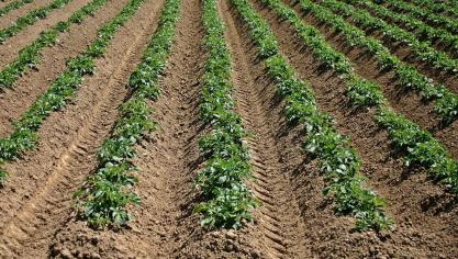 Het onderzoek gaf volgens het OM zicht op geldlopers en ondergrondse bankiers die vermoedelijk crimineel geld naar de Nederlandse aardappel- en uiensector laten stromen.