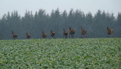 Volgens de jachtvereniging Hubertus Vereniging Vlaanderen bestaat het risico op aanrijding van overstekend wild in alle provincies in Vlaanderen.