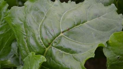 Met het droge weer ontwikkelen bladziekten slecht traag in de bietenteelt.