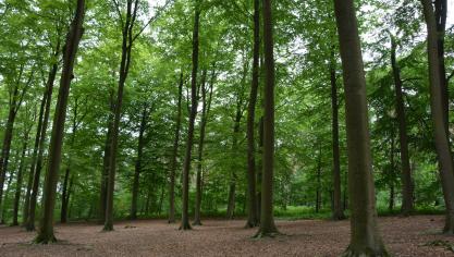 Het Waalse bos, dat is bijna 560.000 ha, ongeveer gelijkmatig verdeeld onder
openbare en private eigenaars. Foto: J.V.