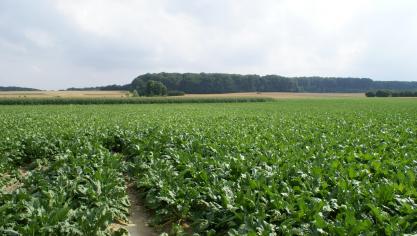 Bij dit droog weer evolueren de bladziekten relatief langzaam.