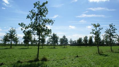 Landbouwers die willen genieten van de subsidie voor de aanplant van een boslandbouwsysteem, moeten zich vóór het aanplanten inschrijven bij het departement Landbouw en Visserij.
