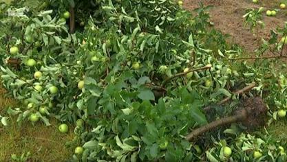 Enkele fruitbedrijven in Kortenaken werden zwaar getroffen door een storm.