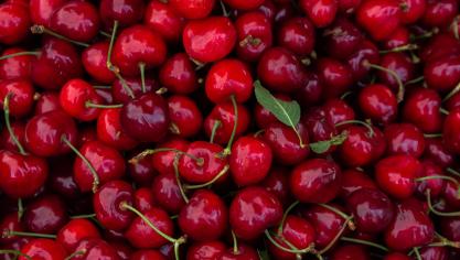 De kersenoogst is uitzonderlijk groot dit jaar, meldt veiling Haspengouw.