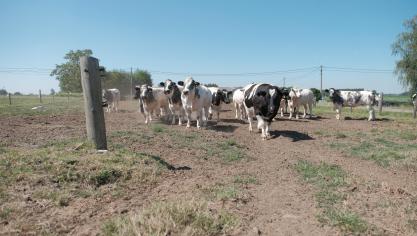 De extreme droogte maakt dat de Europese Commissie toestaat gronden die niet voor voederproductie bedoeld zijn, toch zo te gebruiken.
