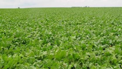 De suikerbieten staan er momenteel behoorlijk goed en gezond bij.