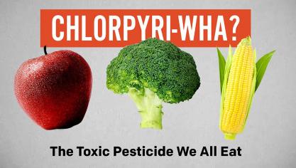 Chloorpyrifos is al een hele tijd controversieel.