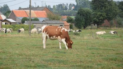 Melkprijzen kruipen voorzichtig omhoog.