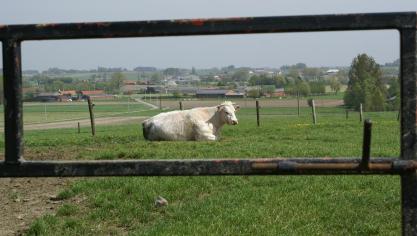 De VS krijgen een groter deel van het rundvleesquotum dat de EU heeft ingesteld voor derde landen.