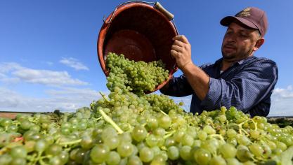 Dankzij de droge warme zomer produceerde Duitsland meer wijn.