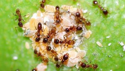 Volgens de onderzoekers kunnen nuttige insecten via honingdauw ‘neonics’ binnenkrijgen.