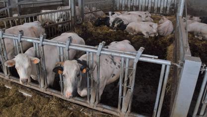 Wees zeker van het IBR-statuut vooraleer je een aangekocht rund bij de andere dieren plaatst.