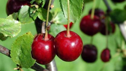 De Belgische fruitveiling meldt een recordoogst en recordafzet kersen.