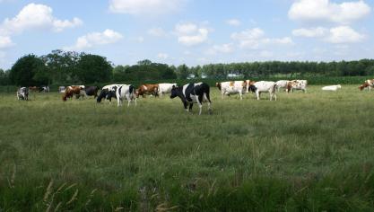 Koeien produceren minder melk bij hoge temperaturen.