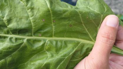 Cercospora werd waargenomen bij 73% van de percelen.