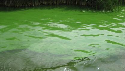 Cyanobacteriën of blauwalgen vormen een blauwgroene, soms roodbruine, olieachtige laag op het water en houden gezondheidsrisico