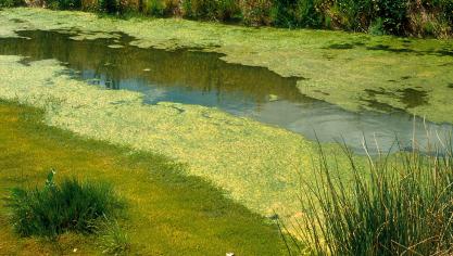 Cyanobacteriën of blauwalgen vormen een blauwgroene, soms roodbruine, olieachtige laag op het water en houden gezondheidsrisico