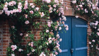 Rosa Albertine.