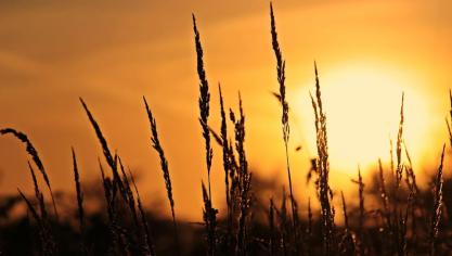 Het onderzoek legt voor het eerst een verband tussen zuidelijke droogte en hittegolven in Europa.