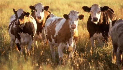 Volgens klimaatalarmisten moeten we fors minder vlees eten. Foto:
