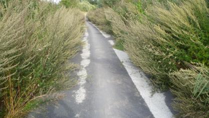 De bestrijding van de akkerdistel is wettelijk verplicht, benadrukt ere-provincieraadslid De Cuyper.