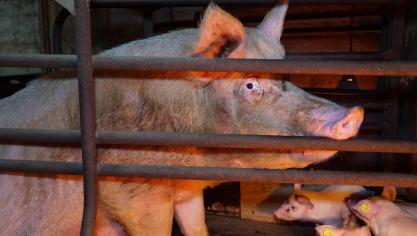 Dierenwelzijnsorganisaties brengen bij hun inbraken en bezettingen vermeend dierenleed  in beeld.