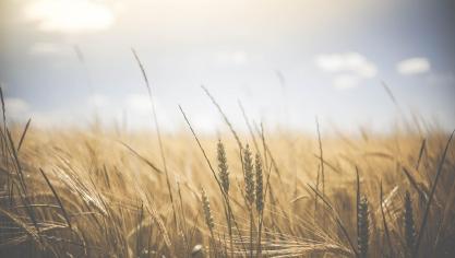 De provincie Limburg zou in de toekomst meer hittedagen tellen dan de rest van ons land.
