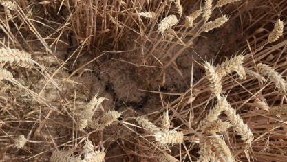 De lidstaten van de Europese Unie hebben het licht op groen gezet voor een aantal steunmaatregelen voor landbouwers die als gevolg van de droogte met financiële problemen kampen.