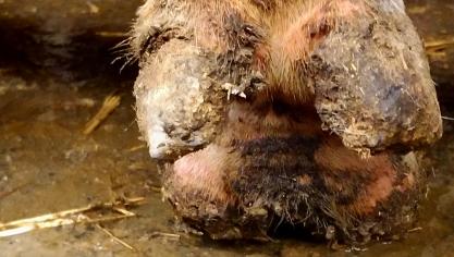 Een eerste stap is de klauw en de aangetaste zone zorgvuldig schoonmaken.