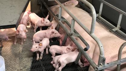 Wrijf de uierdoekjes op de plaatsen waar de neusjes van de biggen de huid van de uier raken.