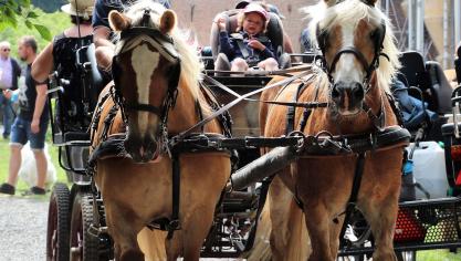 Aan de jaarlijkse ledendag van de Vlaamse Haflinger namen 84 leden deel.